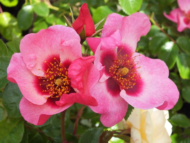 Rosa floribunda Bright as a Button 'Chewsumsigns'-0