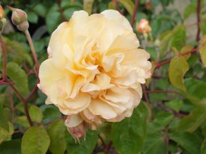 Rosa 'Buff Beauty'-0