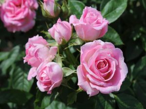 Rosa Carefree Days 'Meirivouii' (Patio Standard)-0
