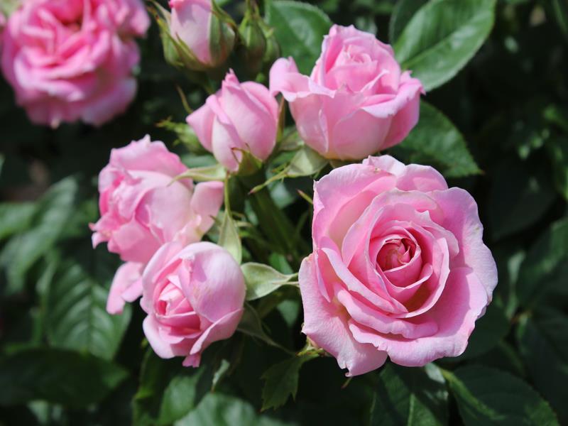 Rosa Carefree Days 'Meirivouii' (Patio Standard)-0