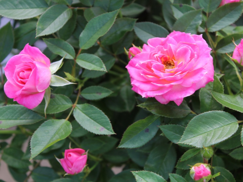 Rosa Carefree Days 'Meirivouii' (Patio Standard)-11954