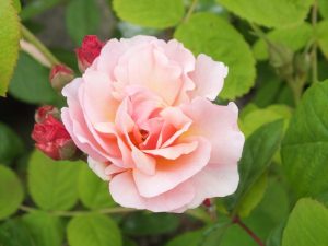 Rosa 'Cornelia'-0