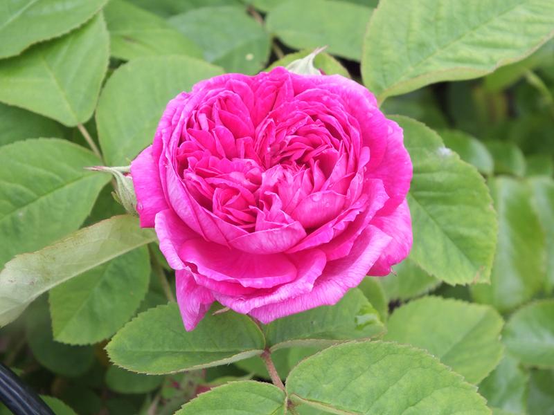 Rosa 'Rose de Rescht'-4945