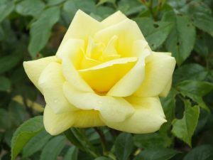 Rosa Flower Carpet Gold 'Loredo' (Standard)-0