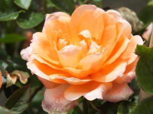 Rosa Flower Power ('Frycassia')-0