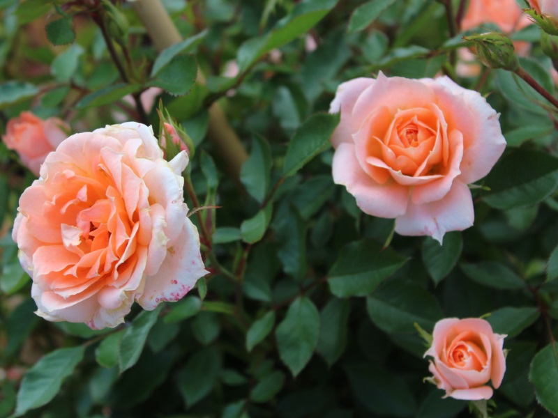 Rosa Flower Power 'Frycassia' (Patio Standard)-0