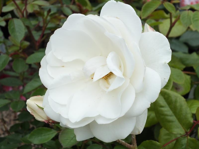 Rosa floribunda Iceberg 'Korbin' (standard)-5027