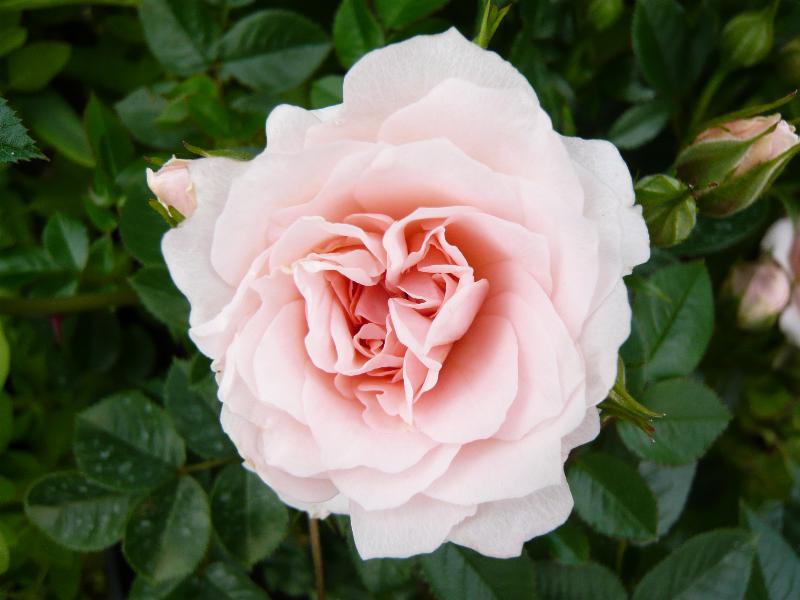 Rosa Lovely Bride 'Meiratcan' (Patio Standard)-4606