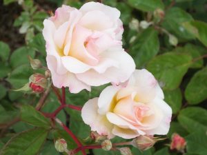 Rosa 'Penelope'-0