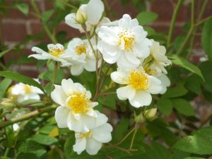 Rosa 'Rambling Rector'-0