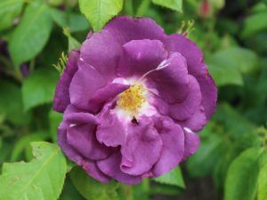 Rosa Rhapsody In Blue 'Frantasia'-0