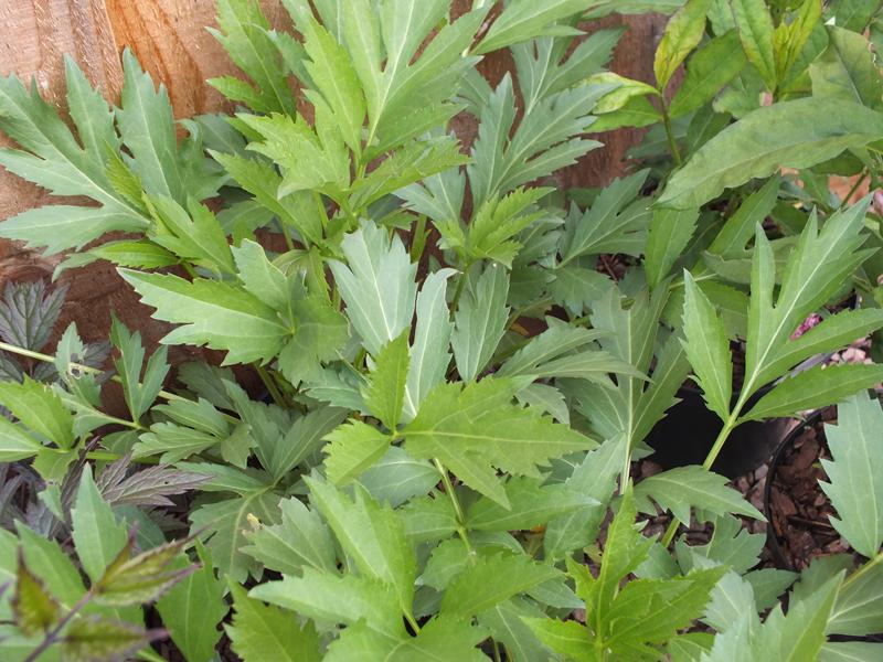 Rudbeckia lacinata 'Herbstonne'-0