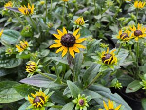 Rudbeckia 'Little Henry'-0