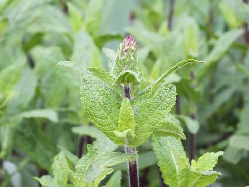 Salvia nemerosa 'Caradonna'-4583