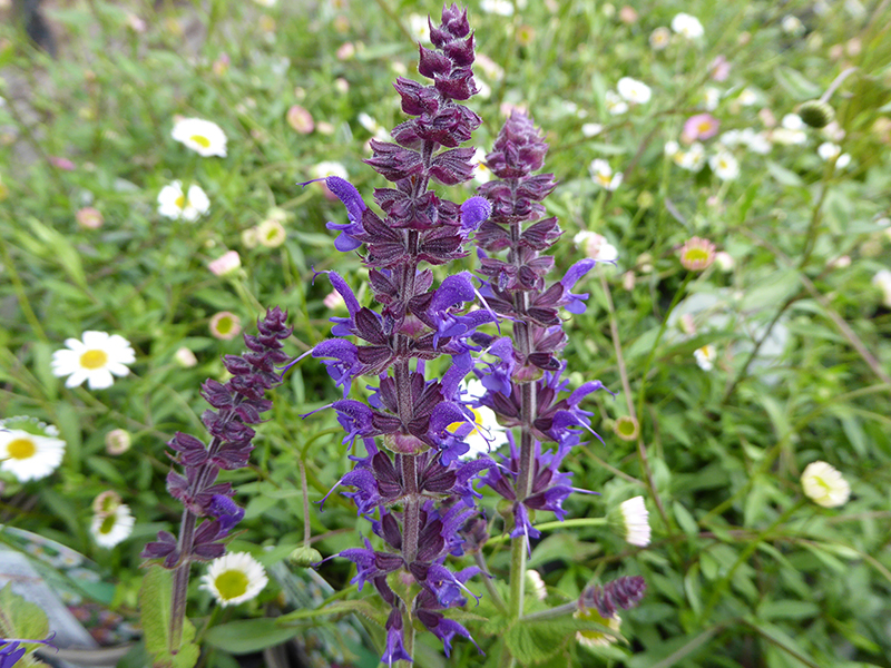 Salvia x sylvestris 'Mainacht' syn. 'May Night'-0