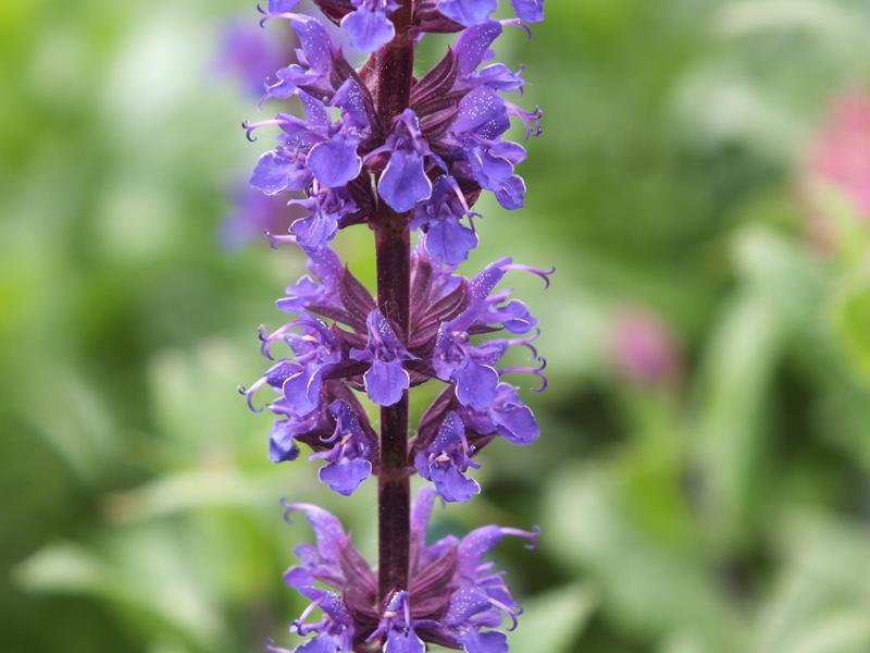 Salvia nemerosa 'Caradonna'-0