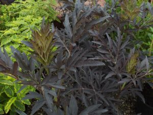 Sambucus nigra 'Black Lace'-0