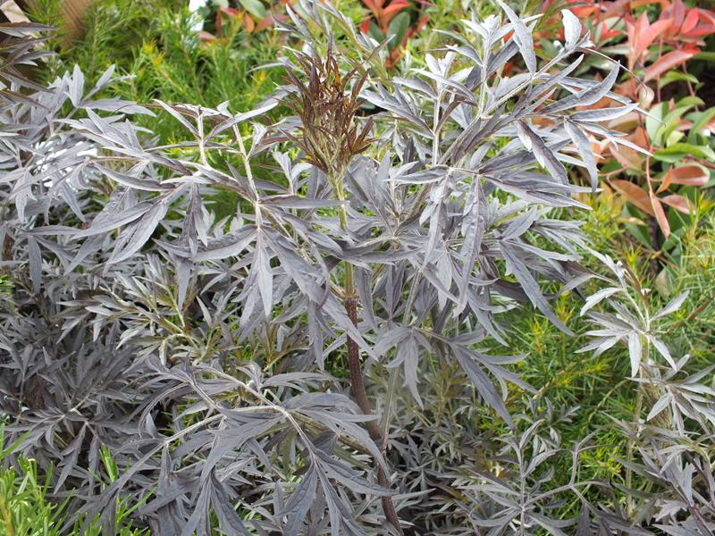 Sambucus nigra 'Black Lace'-4468