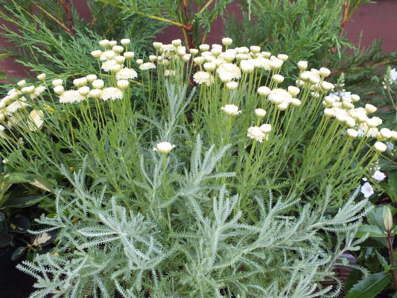 Santolina rosmarinifolia 'Primrose Gem'-4875