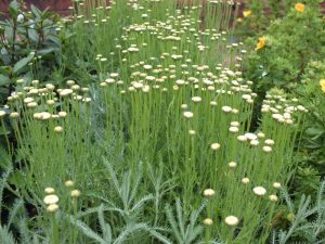 Santolina rosmarinifolia 'Primrose Gem'-0