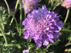Scabiosa 'Butterfly Blue'-0