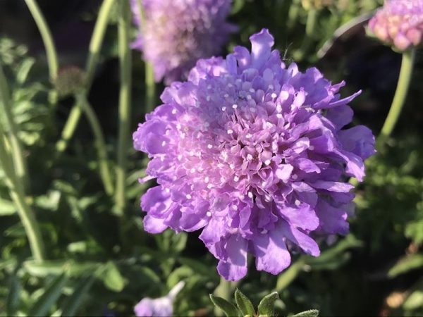 Scabiosa 'Butterfly Blue'-0