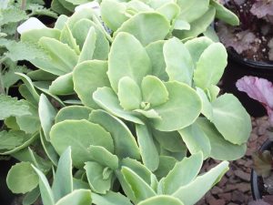 Sedum 'Iceberg'-0