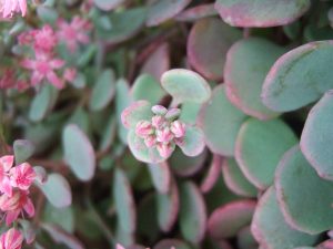 Sedum 'Rose Carpet'-0