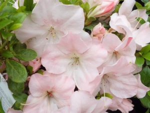 Rhododendron 'Sir Robert'-0