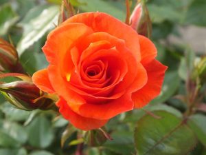 Rosa Sunseeker 'Dicracer' (Patio Standard)-0