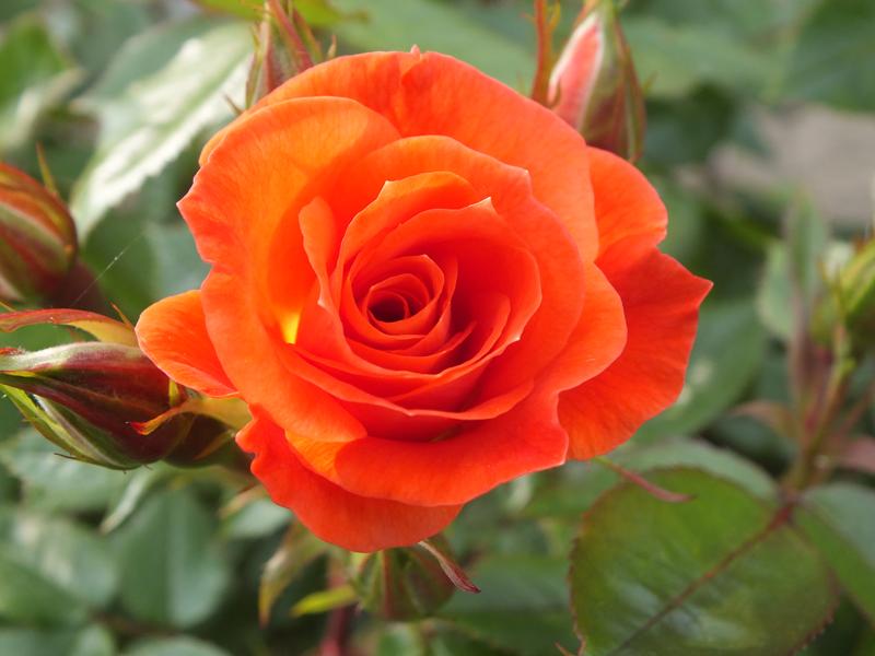 Rosa Sunseeker 'Dicracer' (Patio Standard)-0