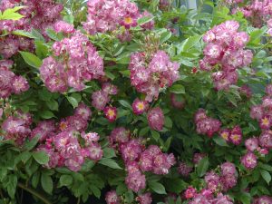 Rosa 'Veilchenblau' David Austin -0