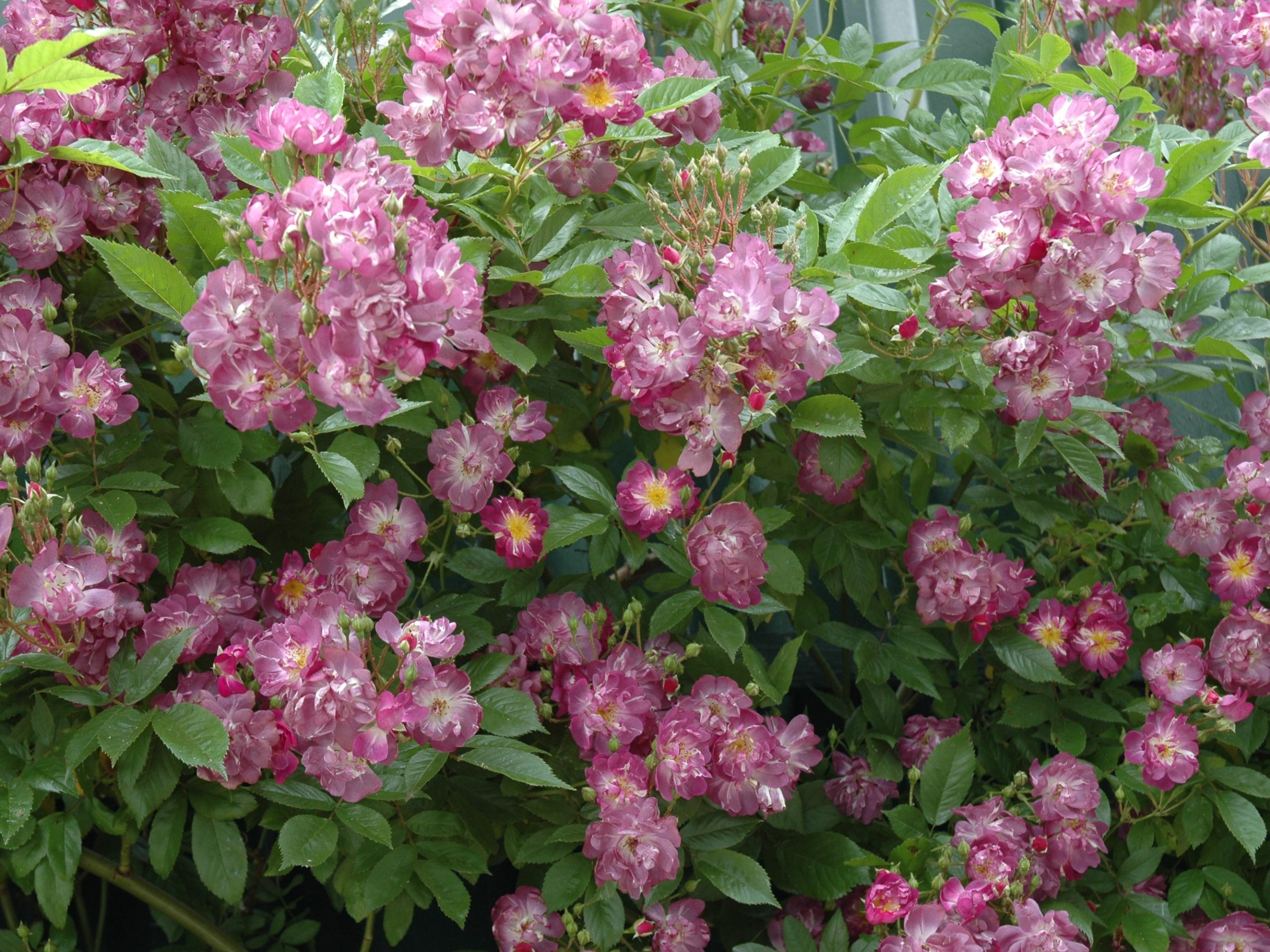 Rosa 'Veilchenblau' David Austin -0