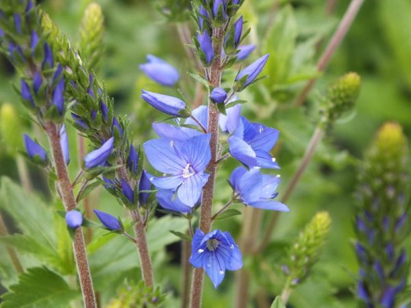 Veronica austriaca subsp. teucrium 'Crater Lake Blue'-0
