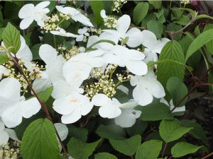 Viburnum plicatum 'White Beauty'-0
