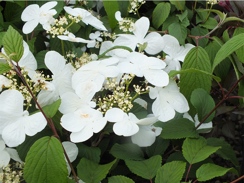 Viburnum plicatum 'White Beauty'-0