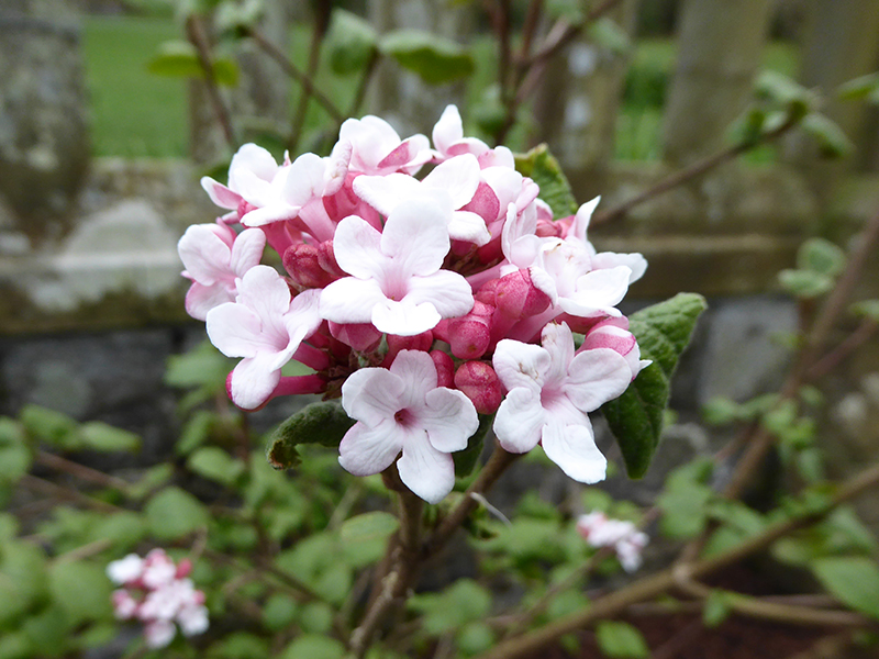 Viburnum x juddii-0