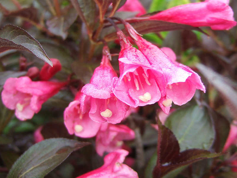 Weigela florida 'Alexandra'-0