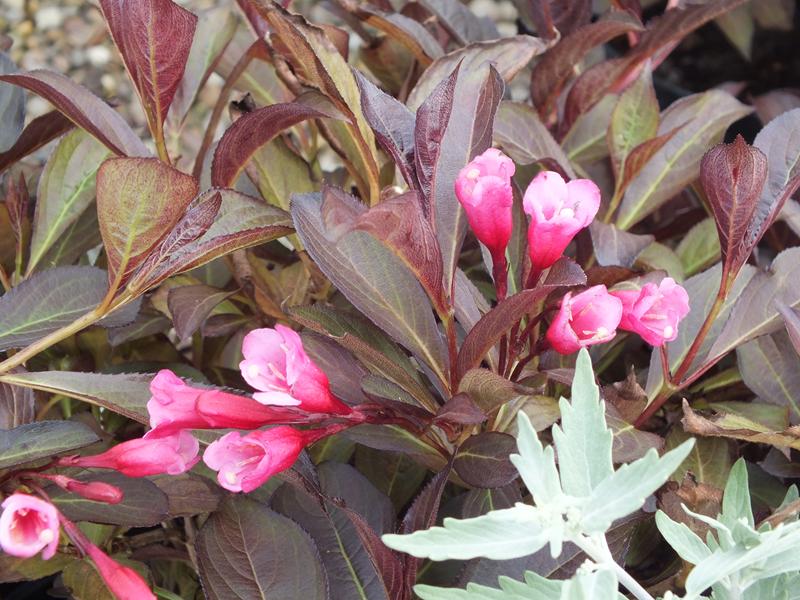 Weigela florida 'Alexandra'-5595
