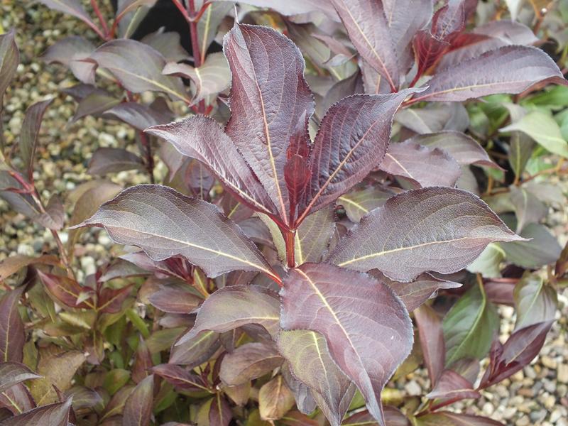 Weigela florida 'Alexandra'-5596