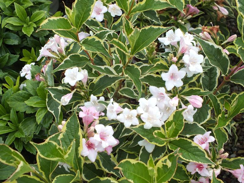 Weigela florida 'Variegata'-5600
