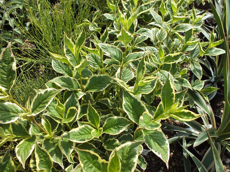 Weigela florida 'Variegata'-4873