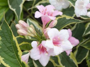 Weigela florida 'Variegata'-0