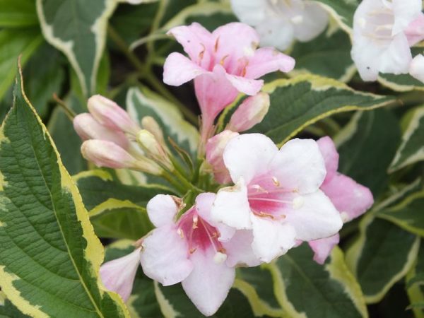 Weigela florida 'Variegata'-0