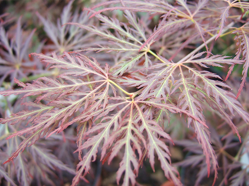 Acer palmatum (dissectum) 'Ornatum'-6517