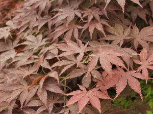 Acer palmatum 'Atropurpureum'-0