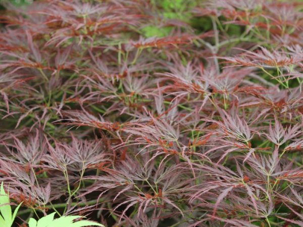 Acer palmatum (dissectum) 'Ornatum'-0