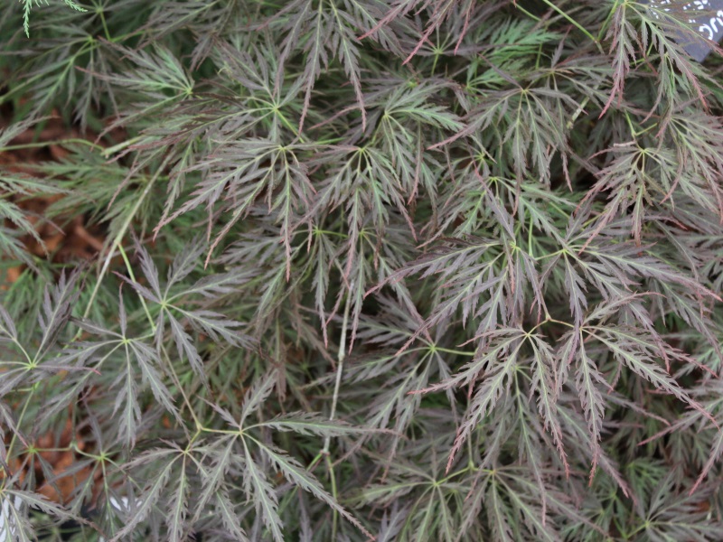 Acer palmatum (dissectum) 'Ornatum'-12960