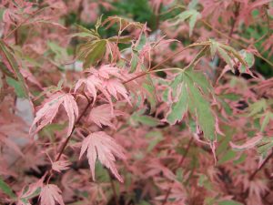 Acer palmatum 'Taylor'-0