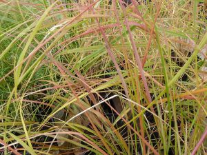 Anemanthele lessoniana-0